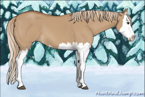 Horse Color:Red Dun Splash 