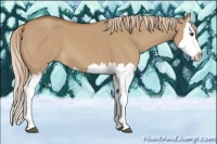 Horse Color:Red Dun Splash 