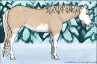 Horse Color:Red Dun Splash 