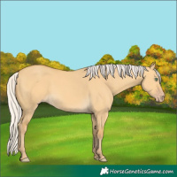 Horse Color:Silver Amber Cream Champagne Dun 