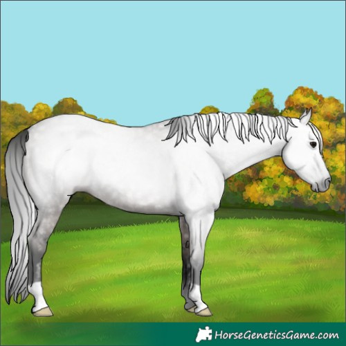 Horse Color:Gray Grullo Rabicano 