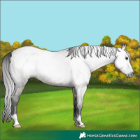 Horse Color:Gray Grullo Rabicano