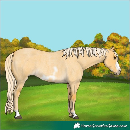 Horse Color:Palomino Roan Dun Frame 