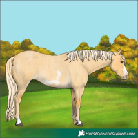Horse Color:Palomino Roan Dun Frame 