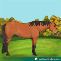 Horse Color:Bay Rabicano 