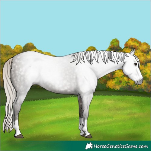 Horse Color:Gray Silver Grullo Splash 