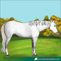 Horse Color:Gray Silver Grullo Splash 