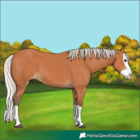 Horse Color:Silver Bay Splash 