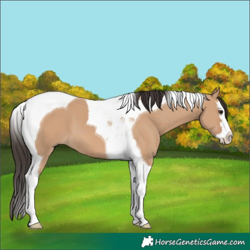 Horse Color:Bay Dun Splash Tobiano 