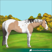 Horse Color:Bay Dun Splash Tobiano 