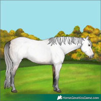 Horse Color:Gray Bay Dun 