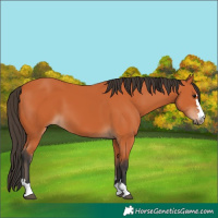 Horse Color:Bay 