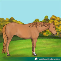 Horse Color:Chestnut 