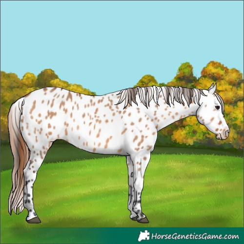 Horse Color:Bay Dun Appaloosa 