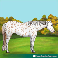 Horse Color:Bay Dun Near Leopard 