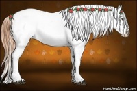 Horse Color:Buckskin Near Leopard 
