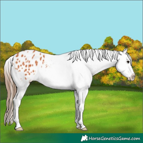 Horse Color:Bay Splash Appaloosa 