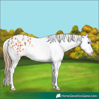 Horse Color:Bay Splash Appaloosa 