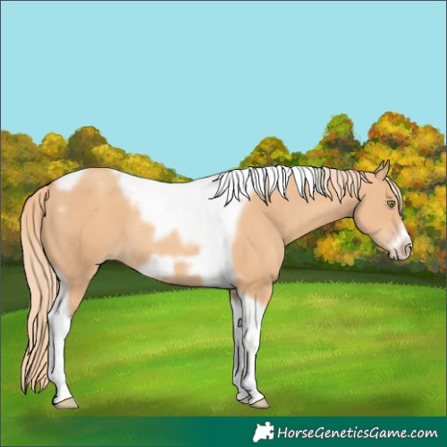 Horse Color:Gold Champagne Tobiano Frame Rabicano