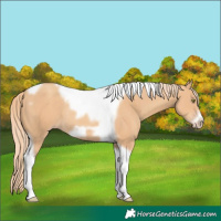 Horse Color:Gold Champagne Tobiano Frame Rabicano 