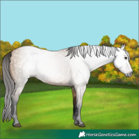 Horse Color:Gray Bay Dun 