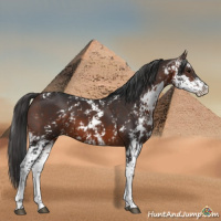 Horse Color:Brown Sabino 
