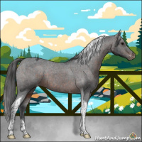 Horse Color:Brown Tobiano Appaloosa 