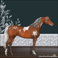 Horse Color:White Spotted Silver Brown Tobiano Rabicano