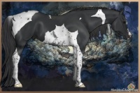 Horse Color:Black Tobiano 