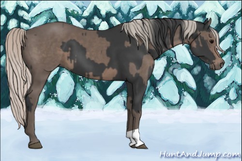 Horse Color:Black and Silver Black