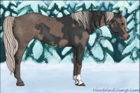 Horse Color:Black  and Silver Black 