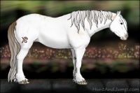 Horse Color:White Spotted Buckskin Splash Appaloosa 