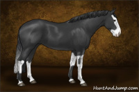 Horse Color:Black  and Black Splash 