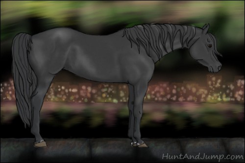 Horse Color:Black  and Black 