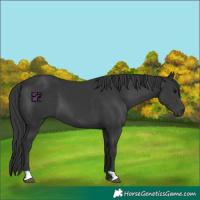 Horse Color:Black  and Black 