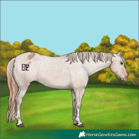 Horse Color:Red Dun Appaloosa  and Red Dun Appaloosa 