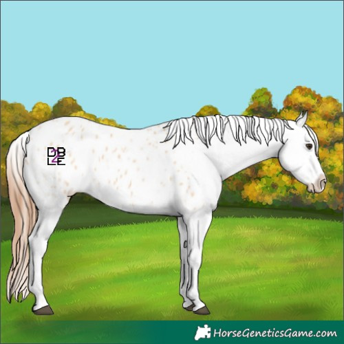 Horse Color:Red Dun Appaloosa and Bay Dun Appaloosa