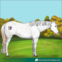 Horse Color:Red Dun Appaloosa and Bay Dun Appaloosa