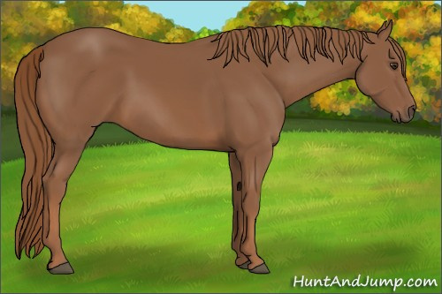 Horse Color:Chestnut Sabino 