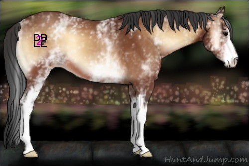 Horse Color:White Spotted Bay Onyx