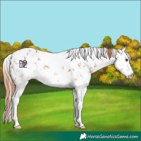 Horse Color:White Spotted Chestnut Sabino