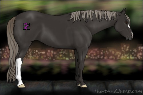 Horse Color:Liver Chestnut Mushroom