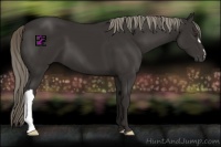 Horse Color:Liver Chestnut Mushroom 