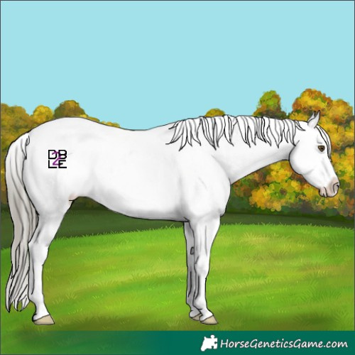 Horse Color:Liver Red Dun Mushroom Appaloosa 