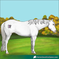 Horse Color:Liver Red Dun Mushroom Appaloosa 
