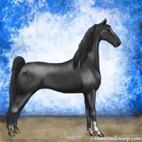 Horse Color:Black  and Black 