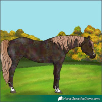 Horse Color:Midnight Chestnut Ice