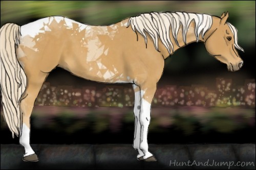 Horse Color:Palomino Tobiano 