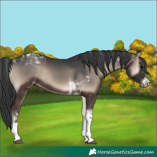 Horse Color:Blue Onyx Tobiano Rabicano 