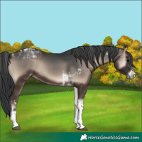 Horse Color:Blue Onyx Tobiano Rabicano 